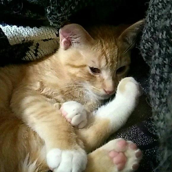 Meet your Posher, Breena - Picture 1 of 1